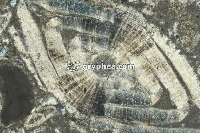 Nummulites LPA x12,5 - gryphea.org